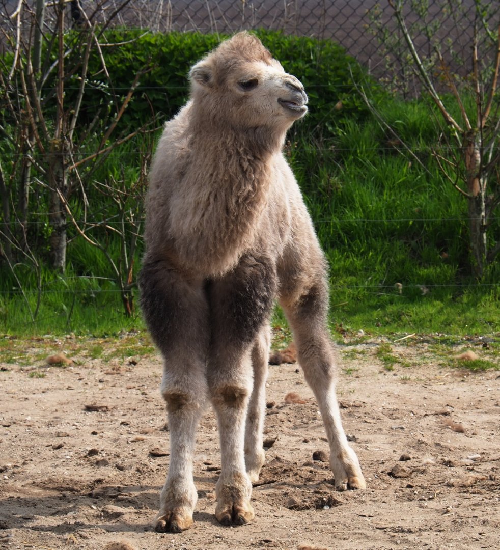 Bactrian camel calf (Camelus bactrianus), 2019-04-06