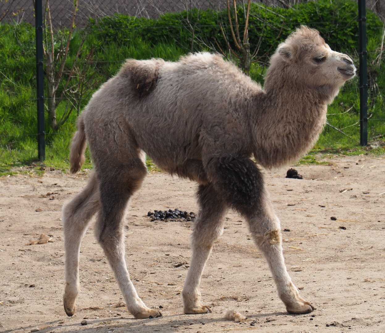 Bactrian camel calf (Camelus bactrianus), 2019-04-06