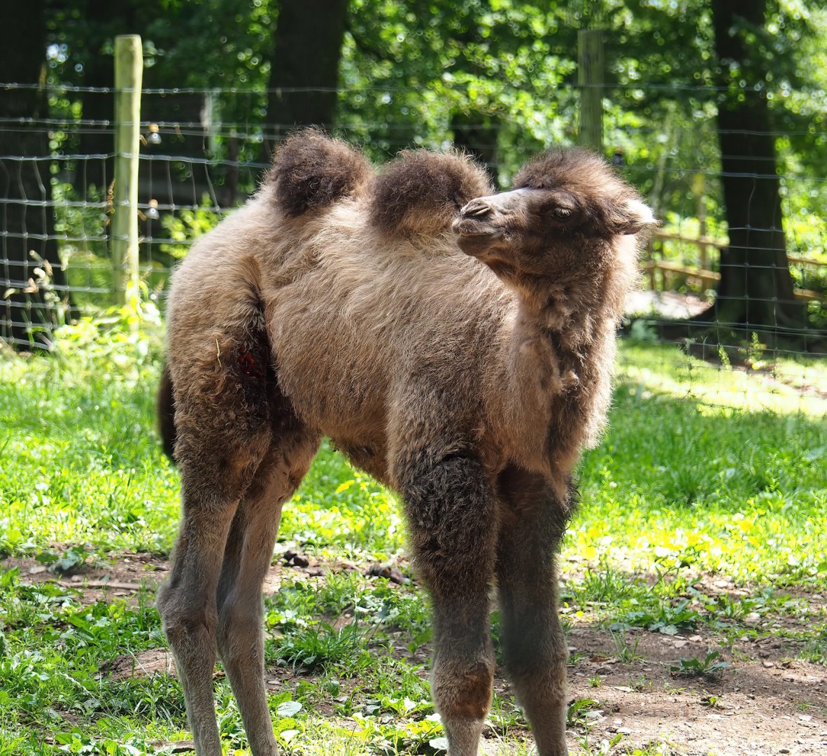 Bactrian camel calf (Camelus bactrianus), 2023-06-24