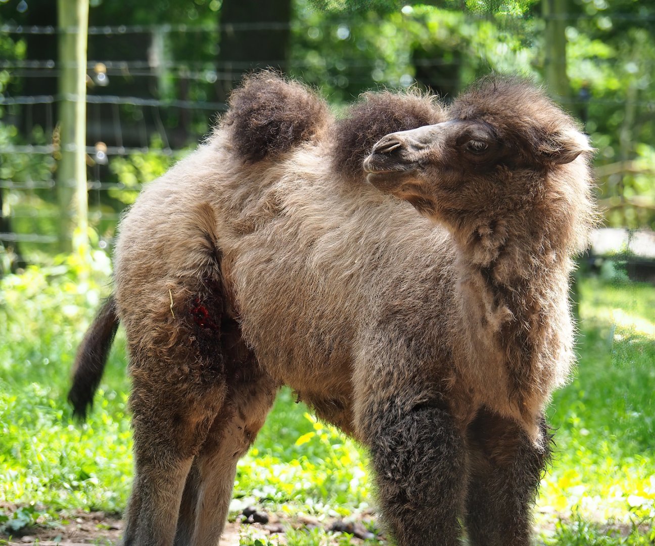 Bactrian camel calf (Camelus bactrianus), 2023-06-24