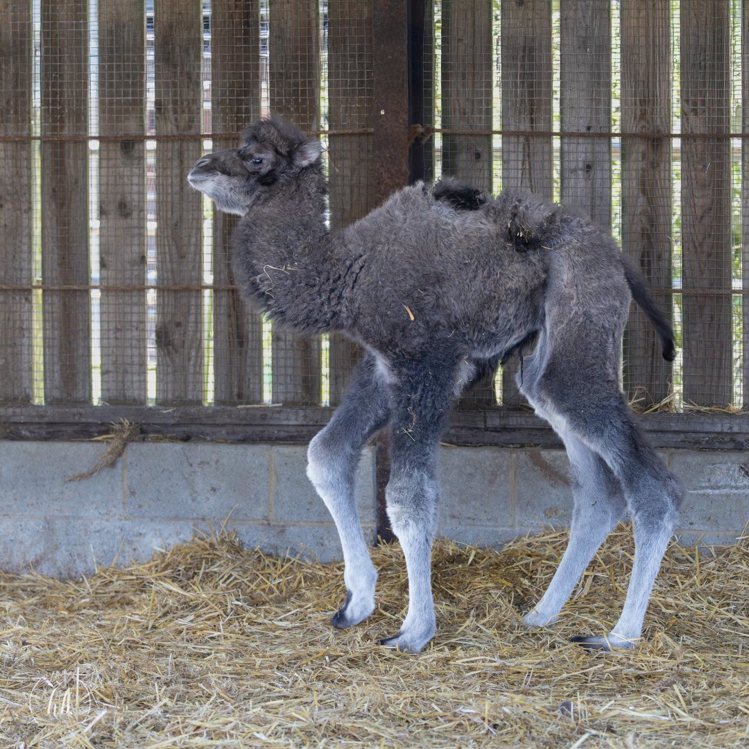 Bactrian Camel calf / Hamerton / 3-4-25