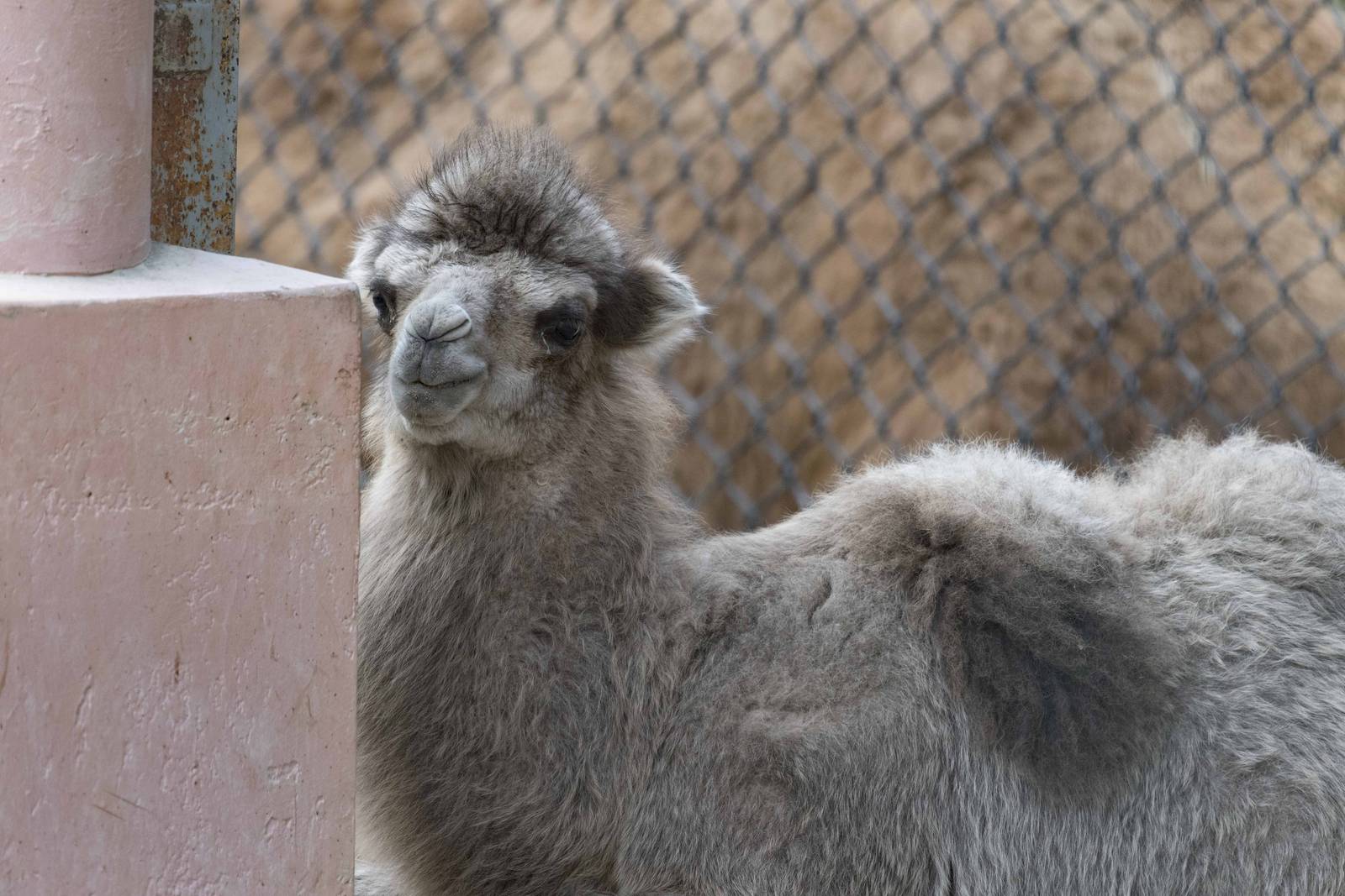 Bactrian Camel calf (M) Close Up