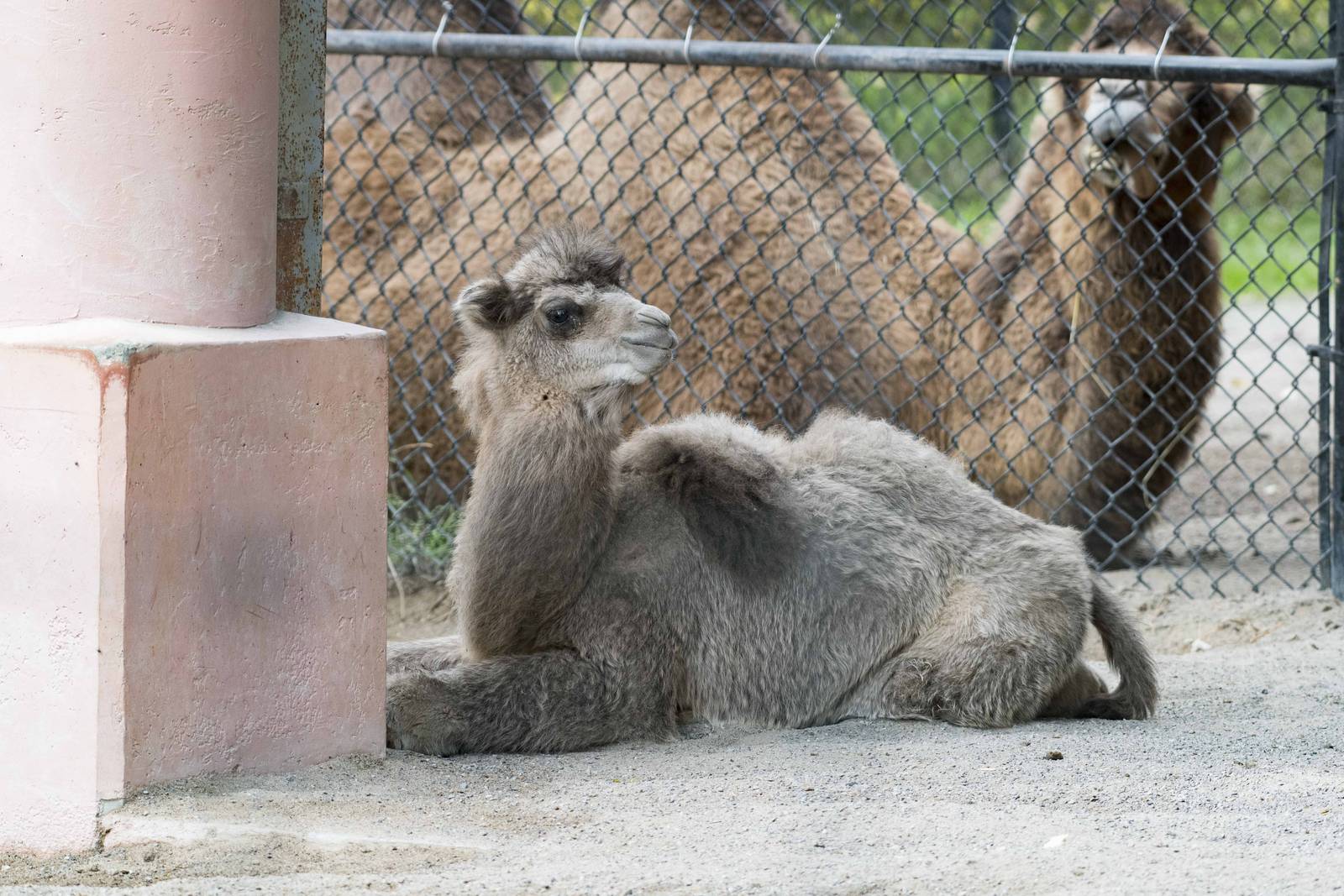 Bactrian Camel calf (M) Full Body