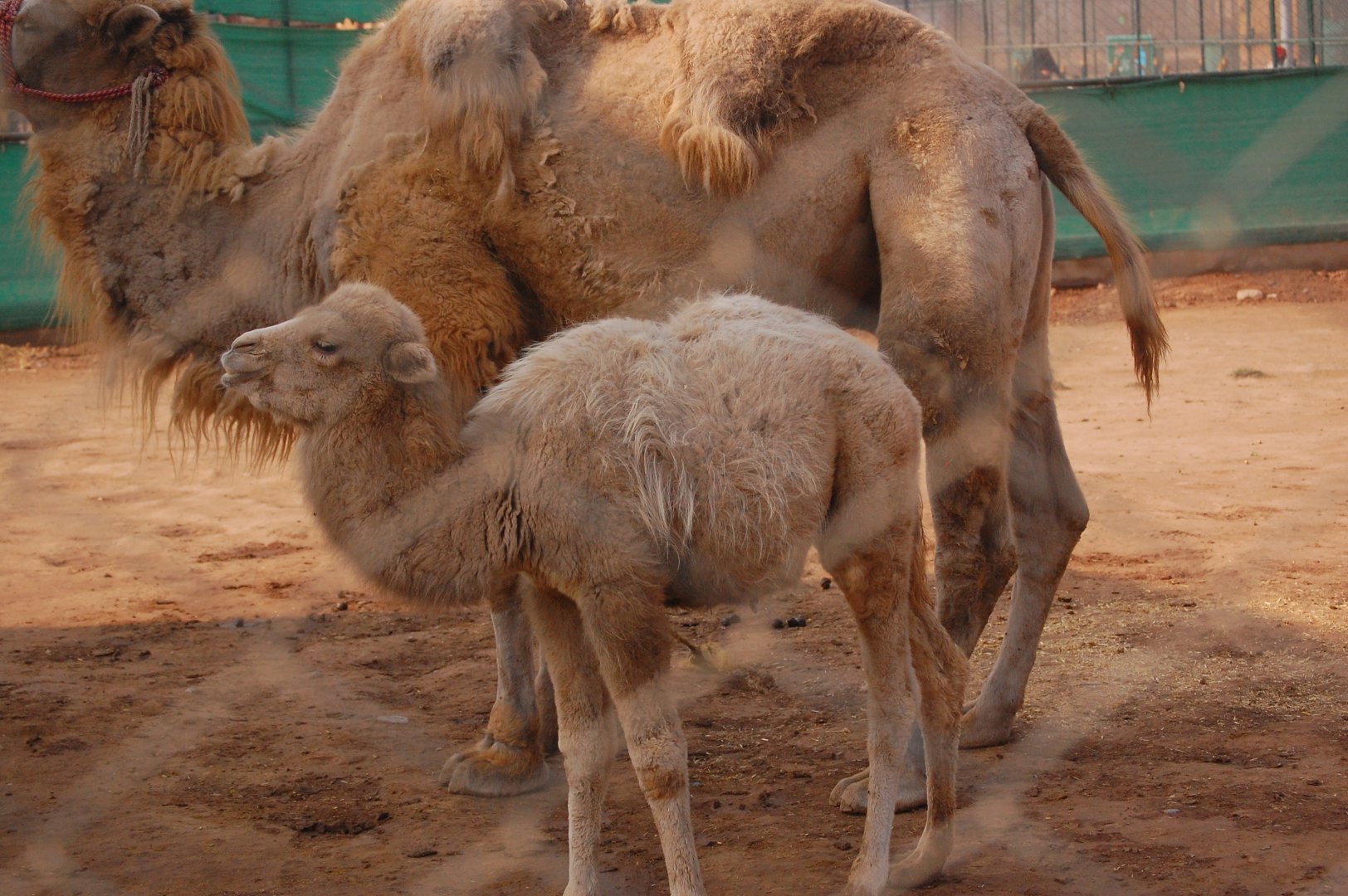 Bactrian camel calf - Peshawar zoo 8/12/2018
