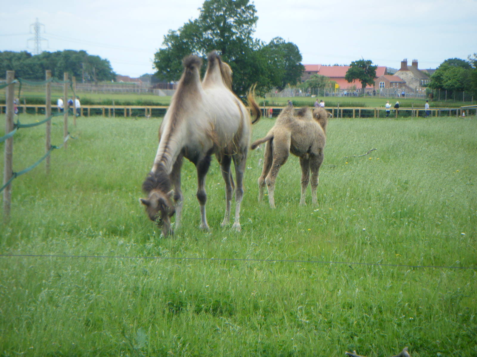 Bactrian Camel calf