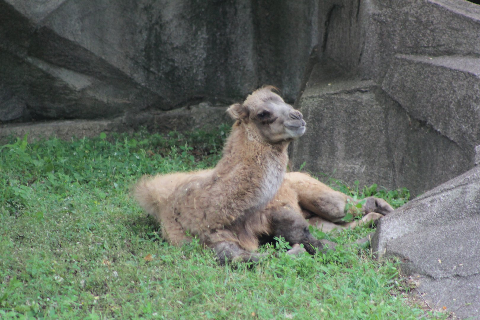 Bactrian Camel Calf