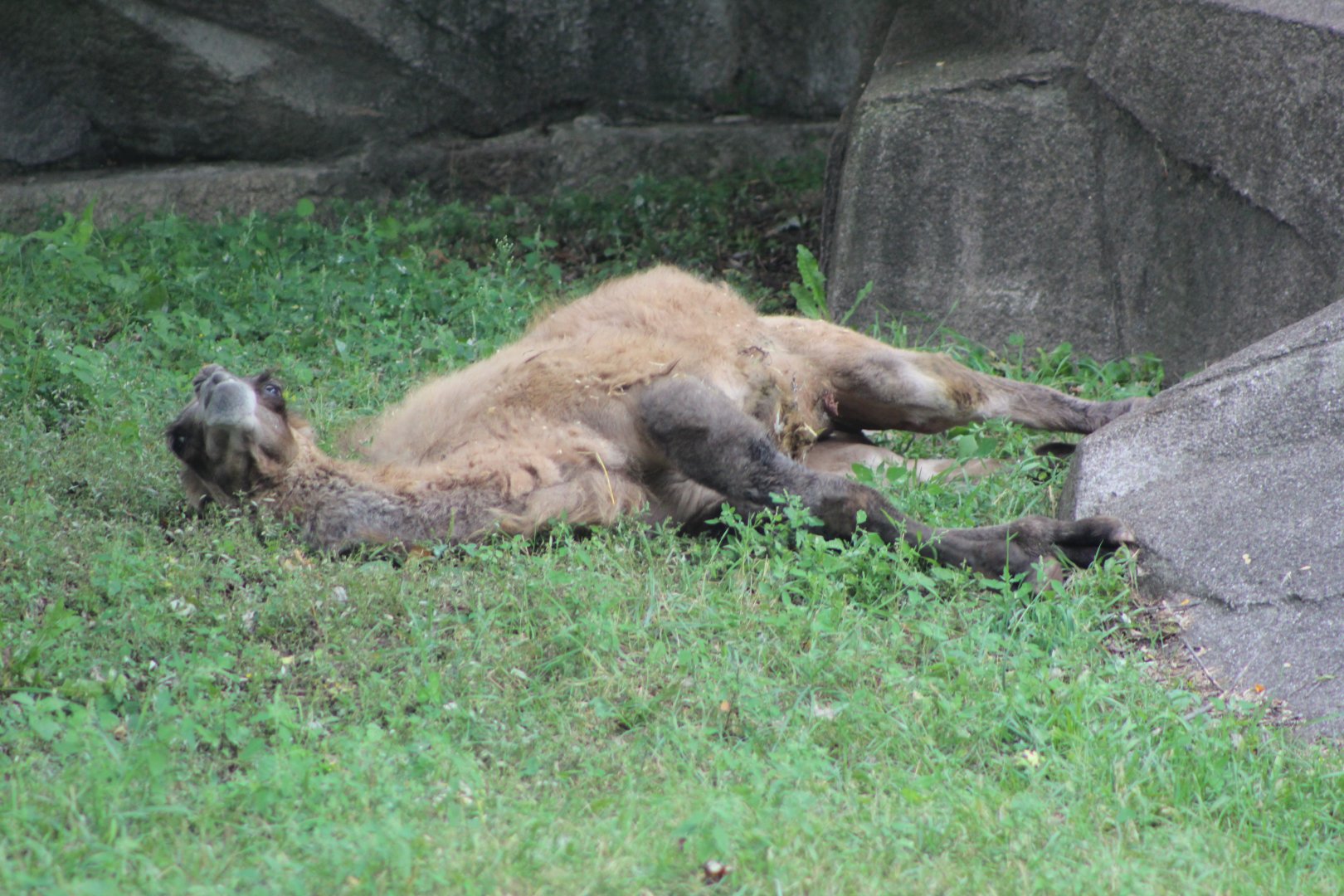Bactrian Camel Calf