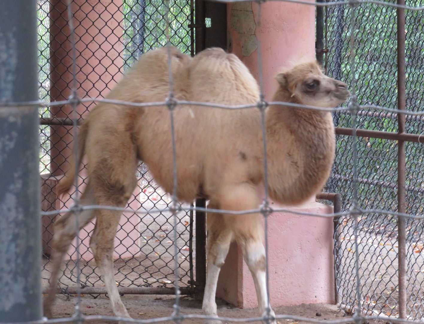 Bactrian camel calf