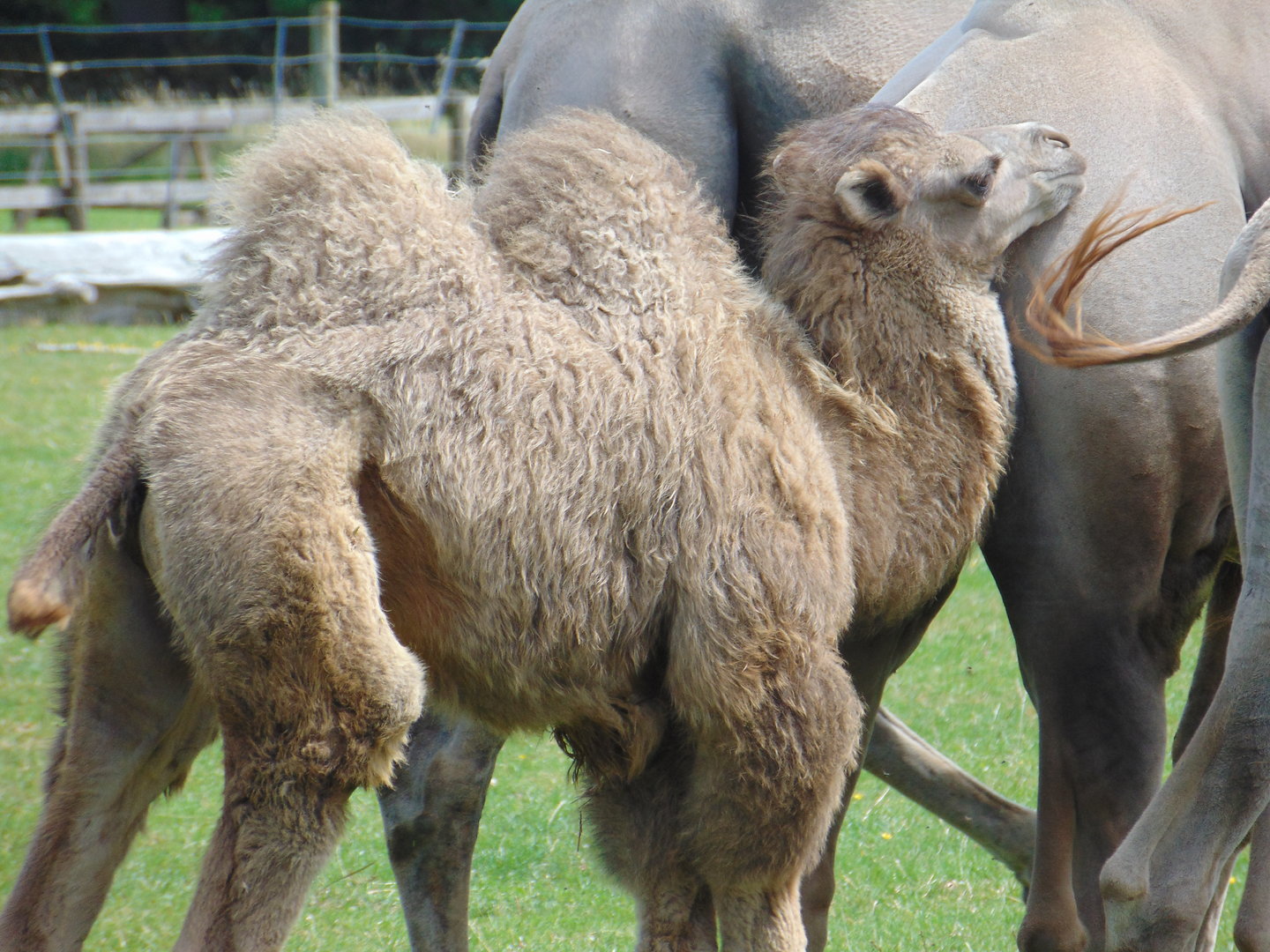 Bactrian Camel calf