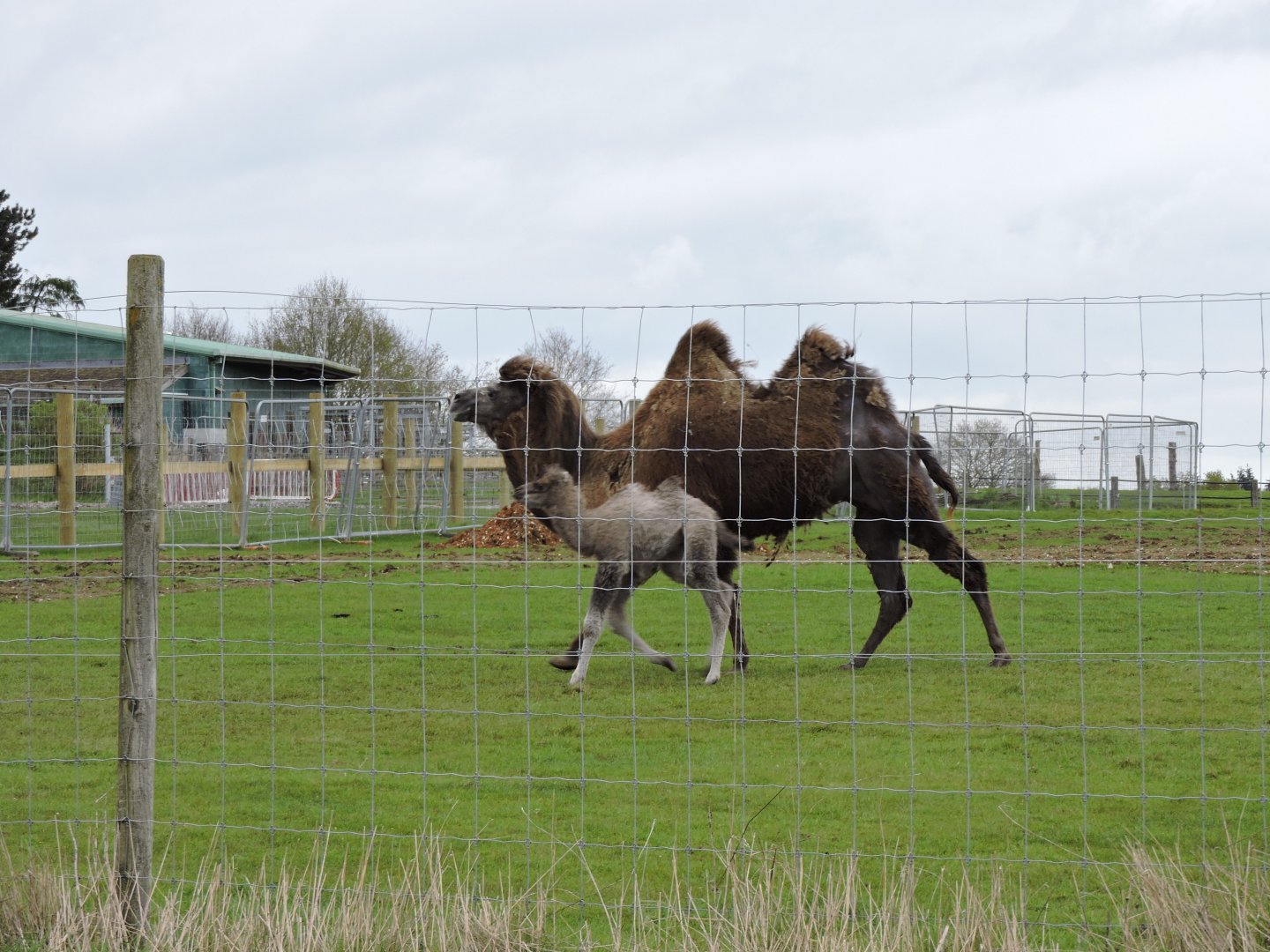 Bactrian Camel & Calf