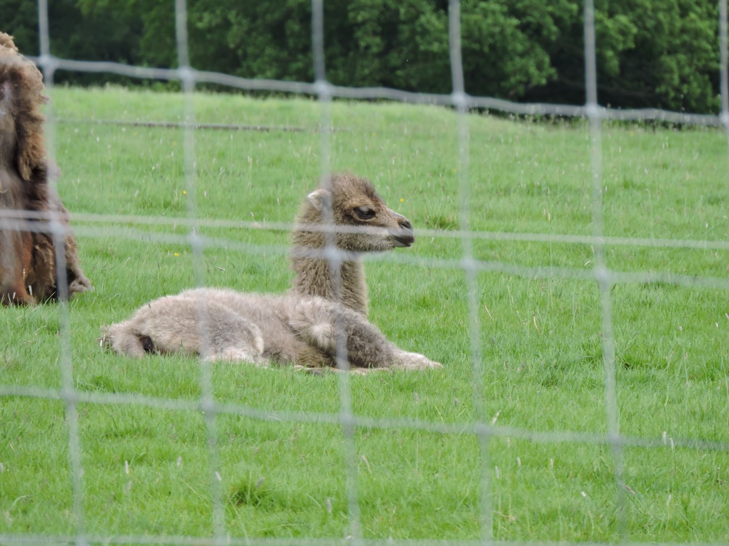 Bactrian Camel Calf