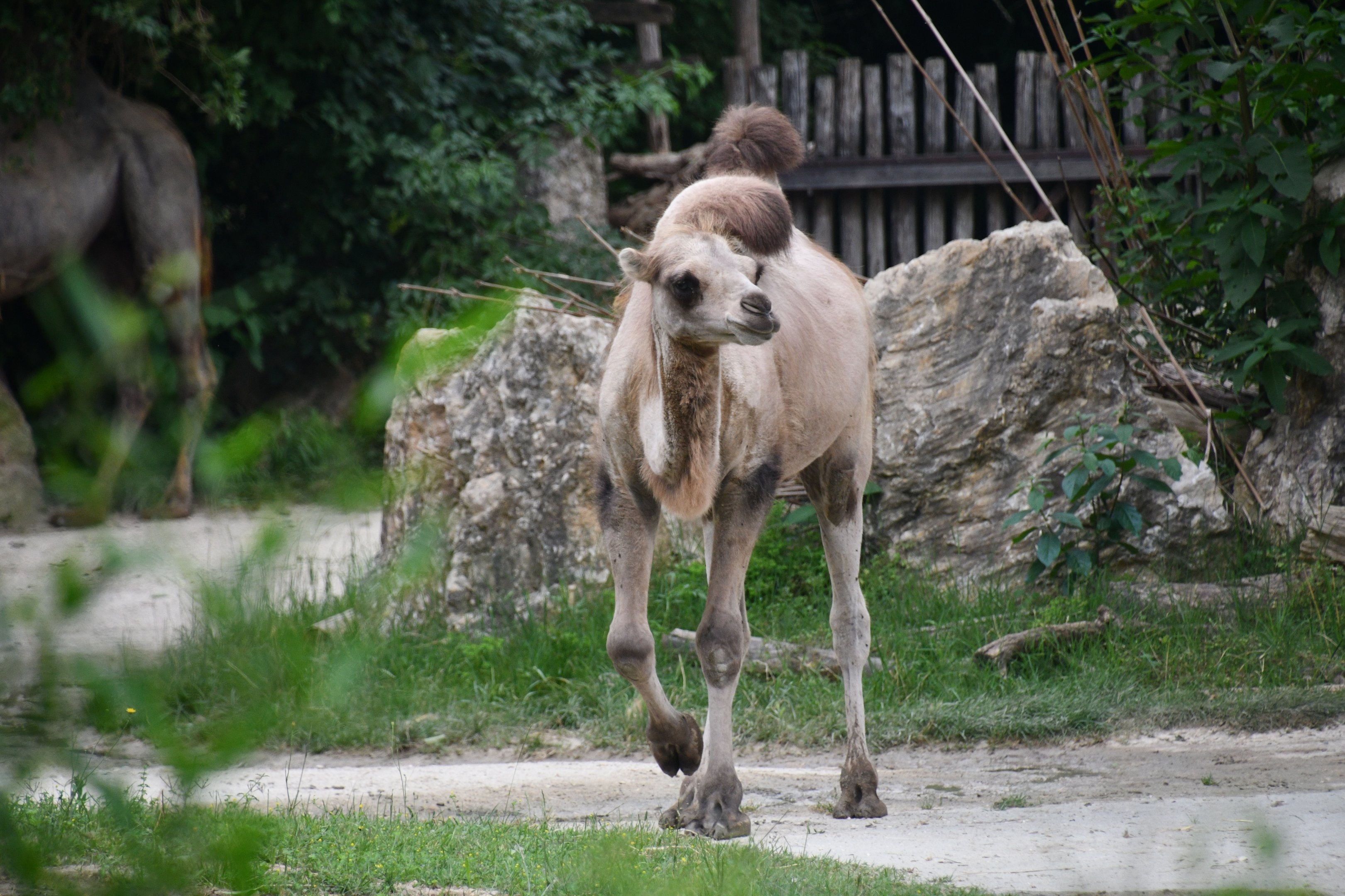 Bactrian Camel calf