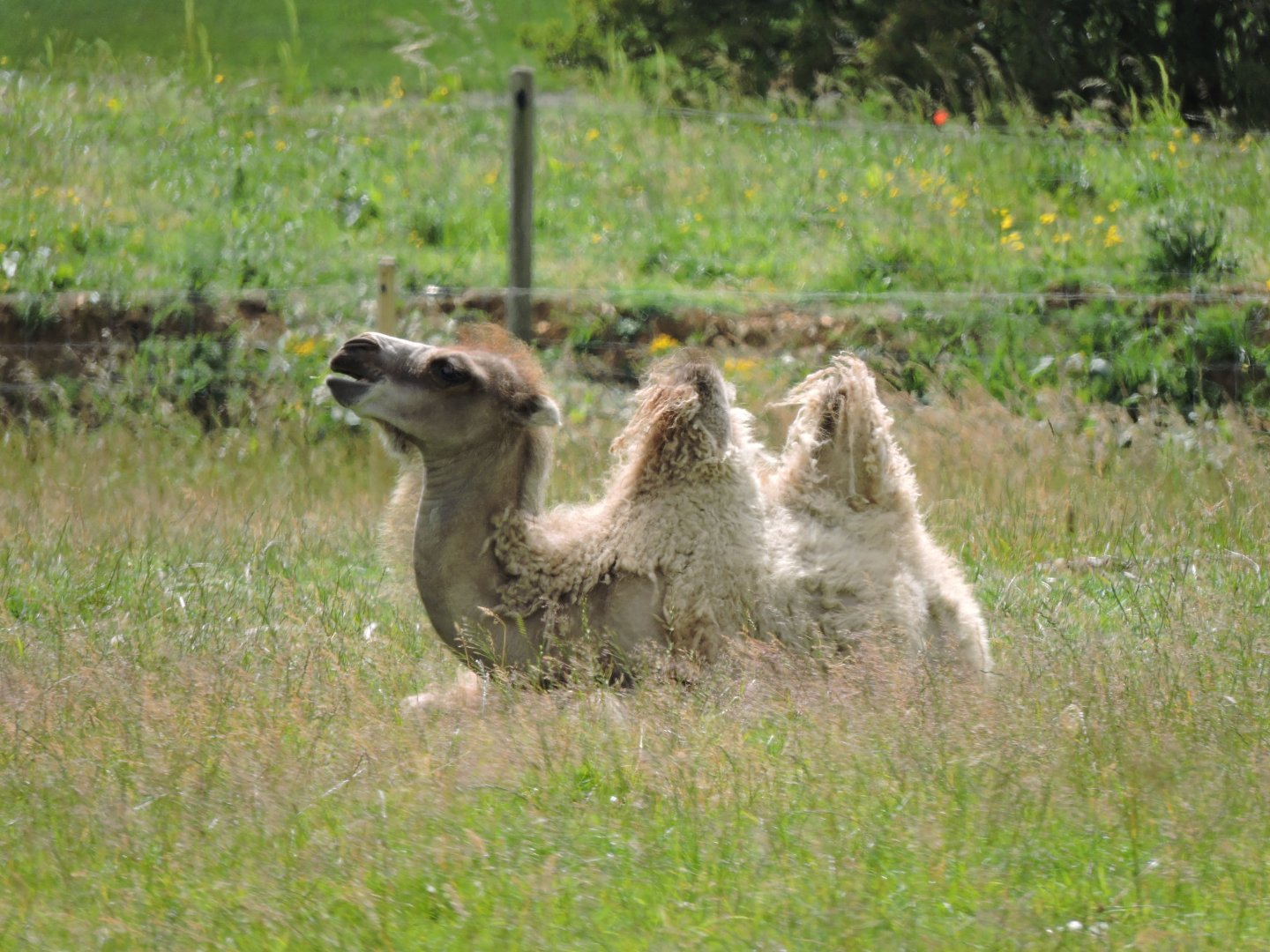 Bactrian Camel Calf