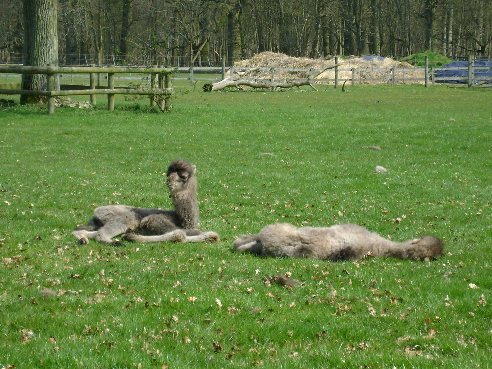 Bactrian camel calves
