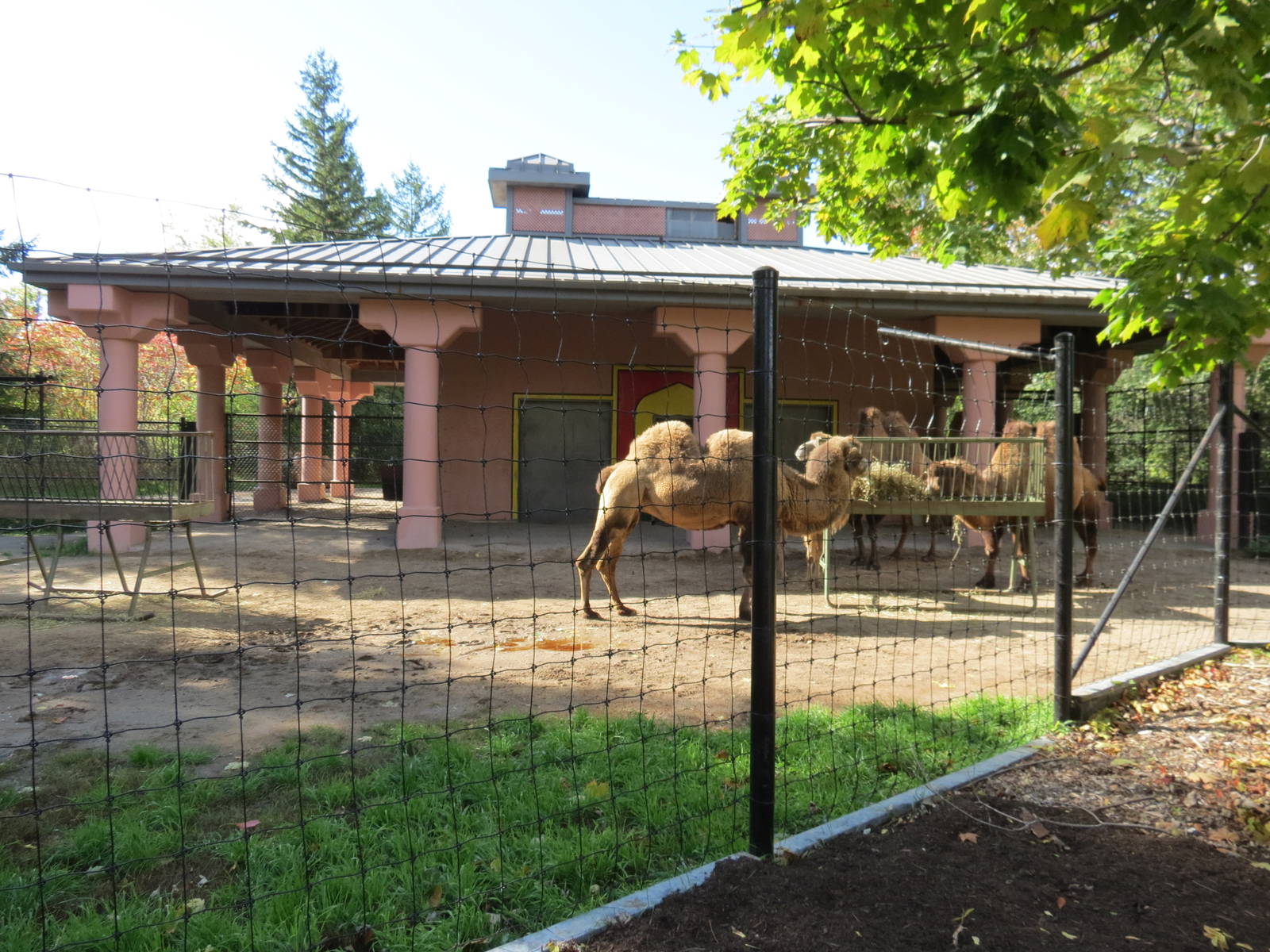 Bactrian Camel - Camel Palace