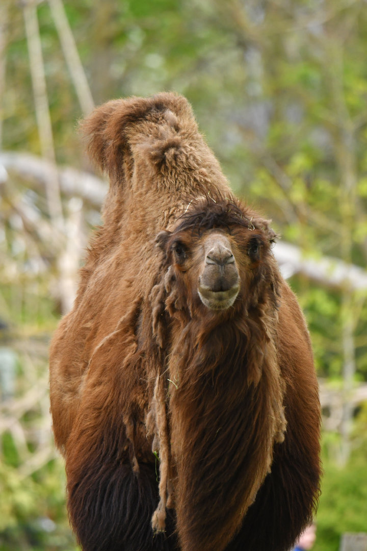 bactrian camel (Camelus bactriannus)