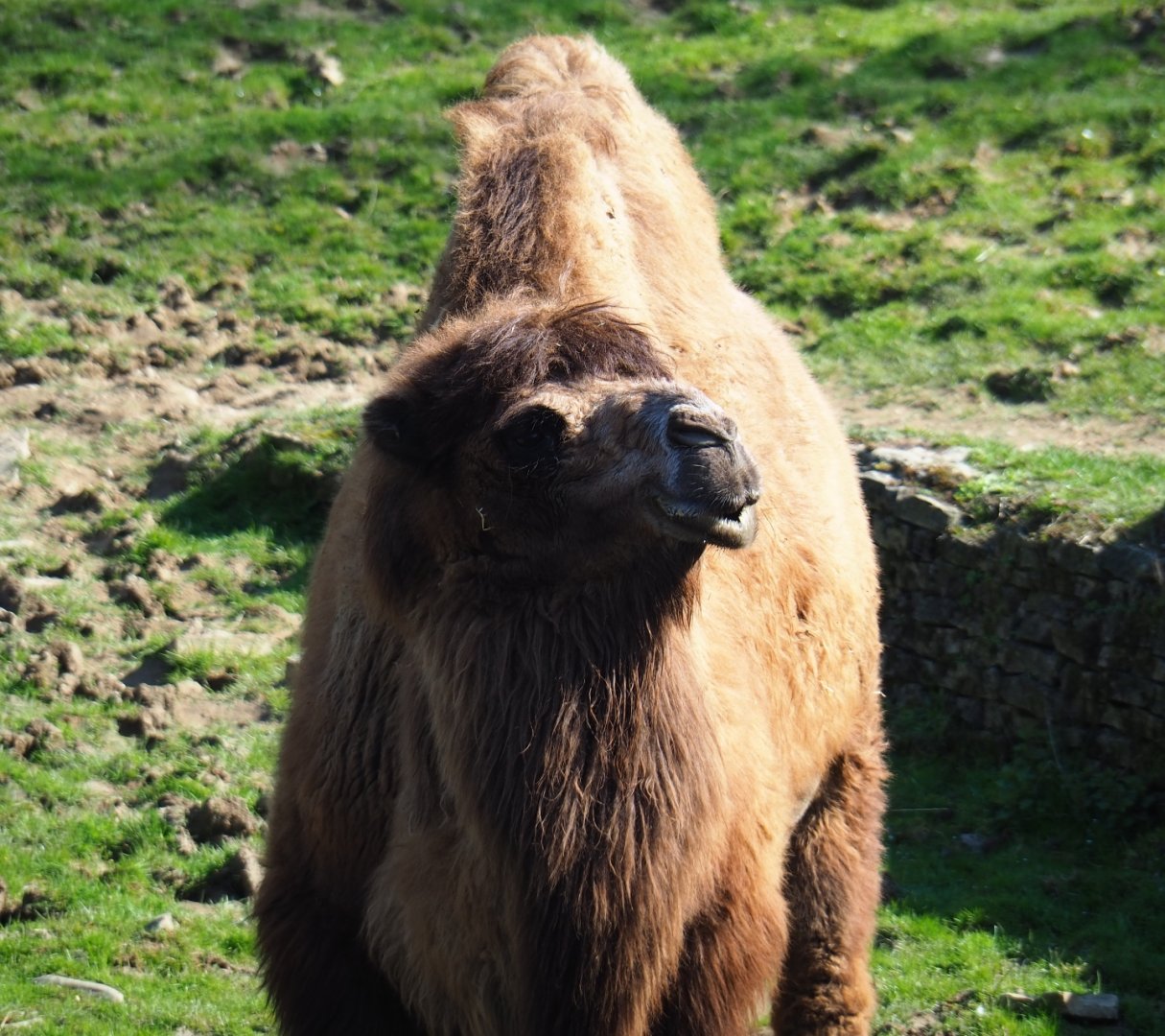 Bactrian camel (Camelus bactrianus), 2019-03-30