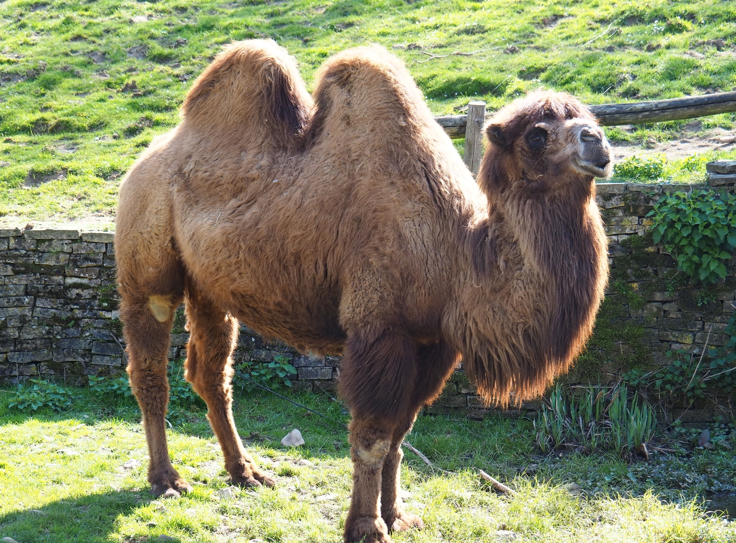 Bactrian camel (Camelus bactrianus), 2019-03-30