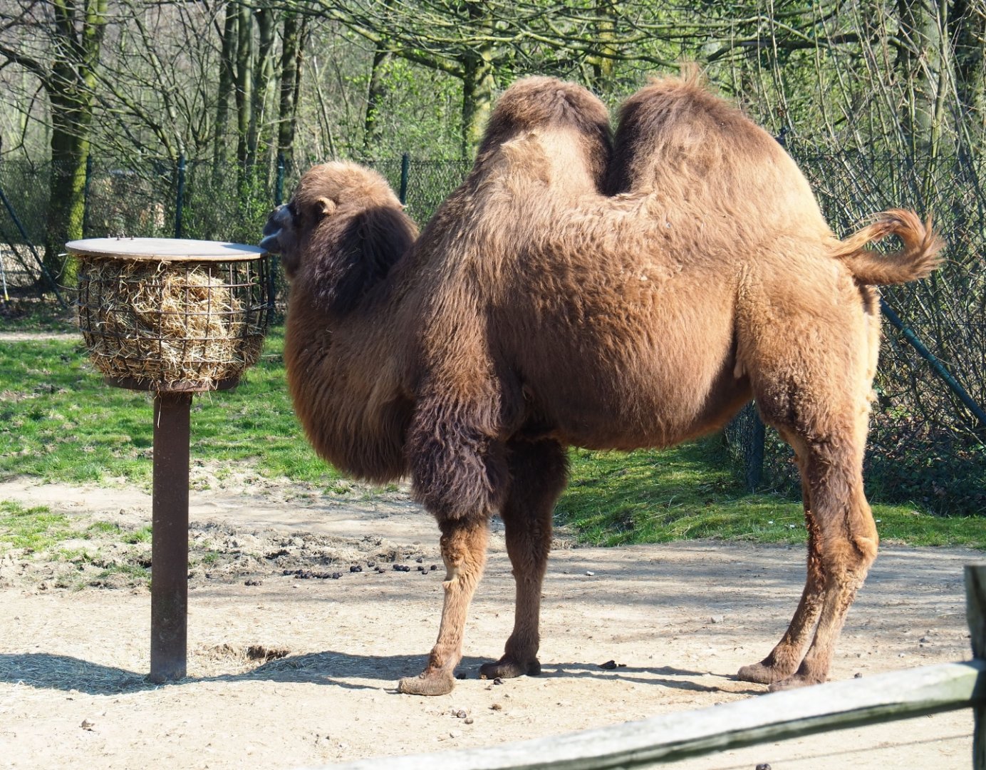 Bactrian camel (Camelus bactrianus), 2019-03-30