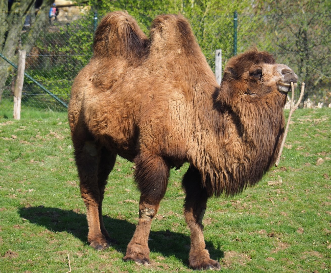 Bactrian camel (Camelus bactrianus), 2019-03-30