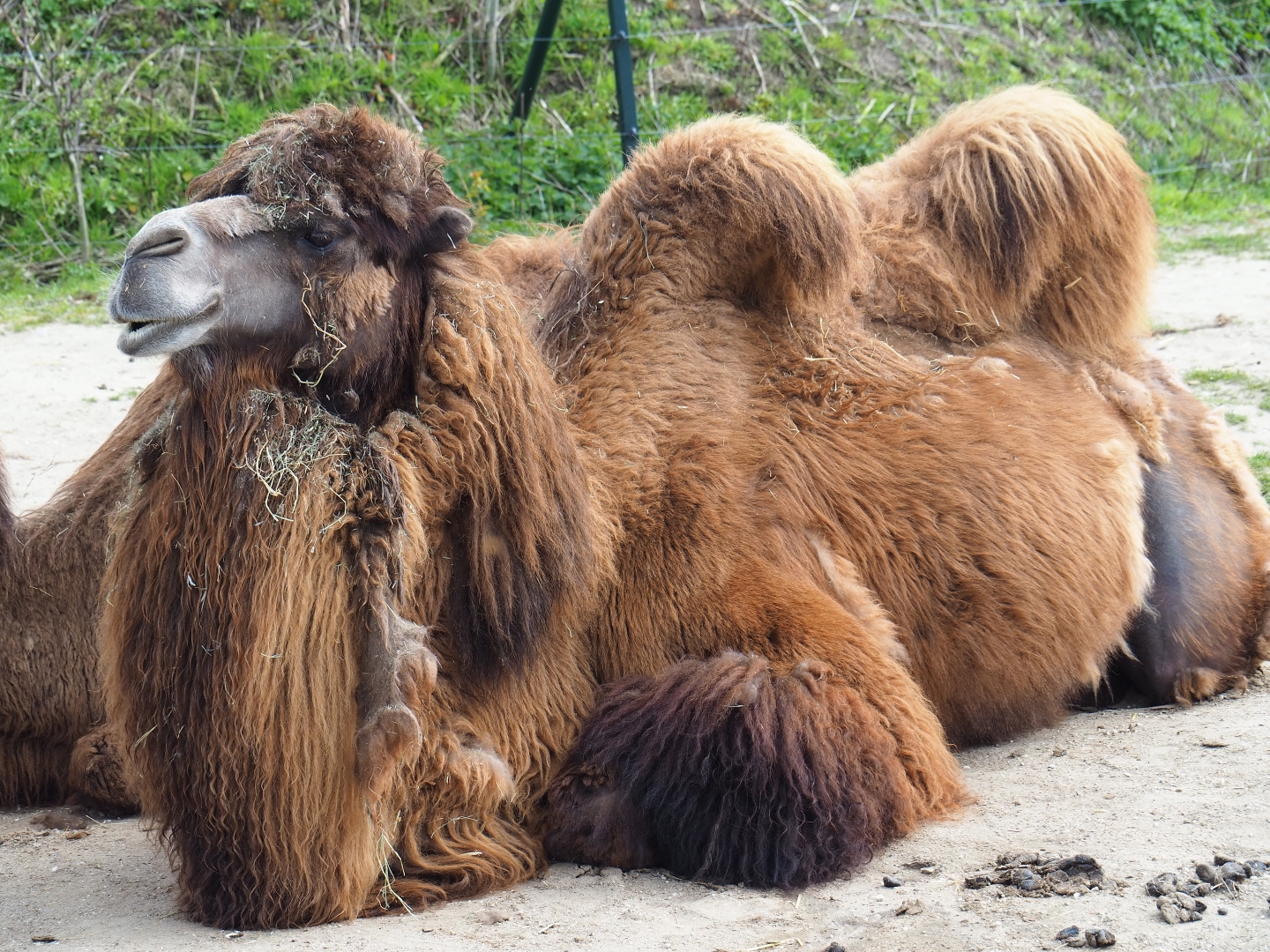 Bactrian camel (Camelus bactrianus), 2019-04-06