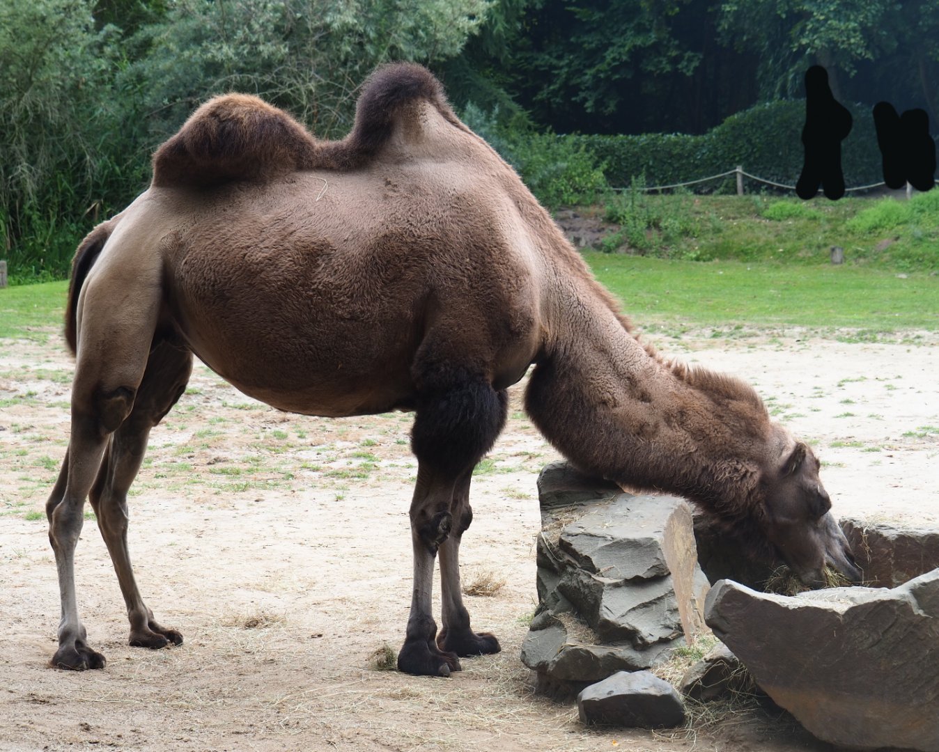 Bactrian camel (Camelus bactrianus), 2019-08-11