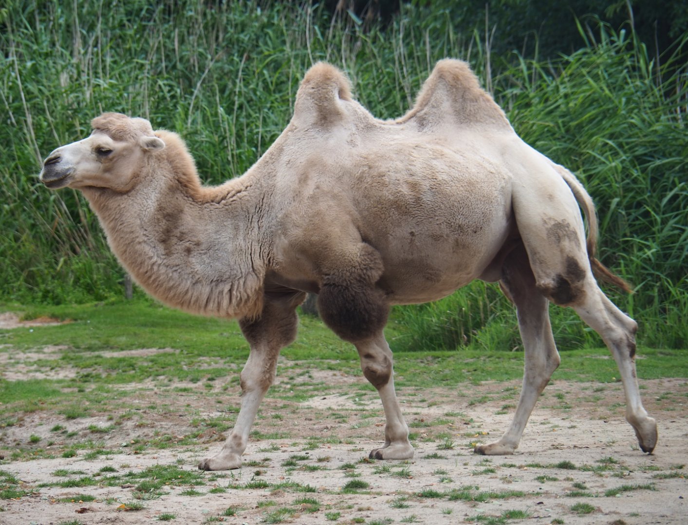 Bactrian camel (Camelus bactrianus), 2019-08-11