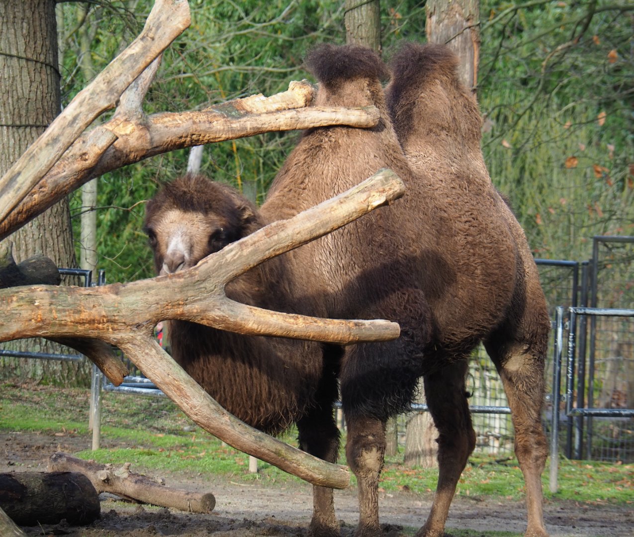 Bactrian camel (Camelus bactrianus), 2020-01-11