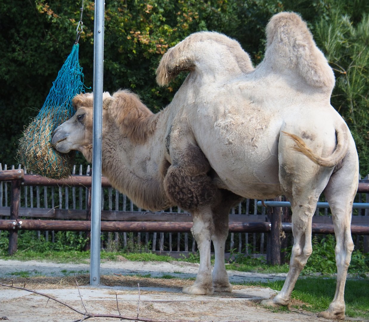 Bactrian camel (Camelus bactrianus), 2020-09-12