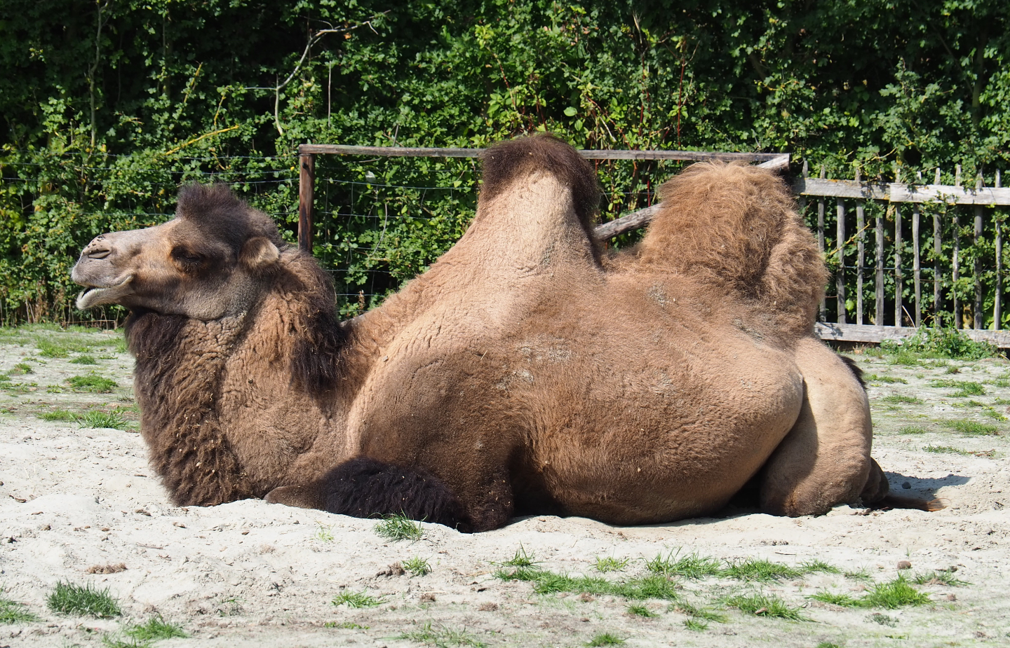 Bactrian camel (Camelus bactrianus), 2020-09-12