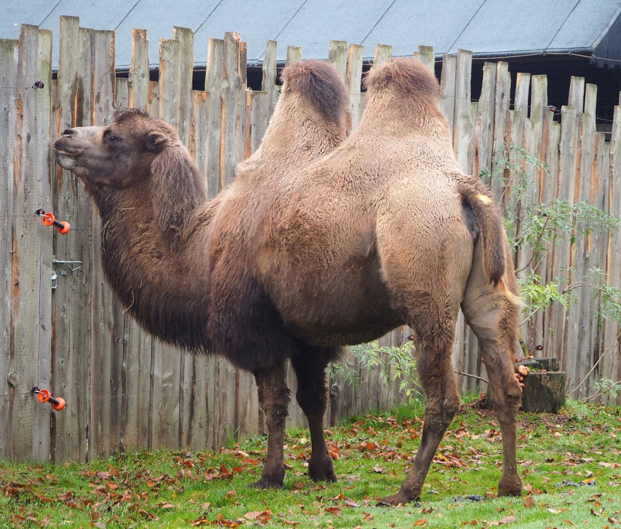 Bactrian camel (Camelus bactrianus), 2021-11-06