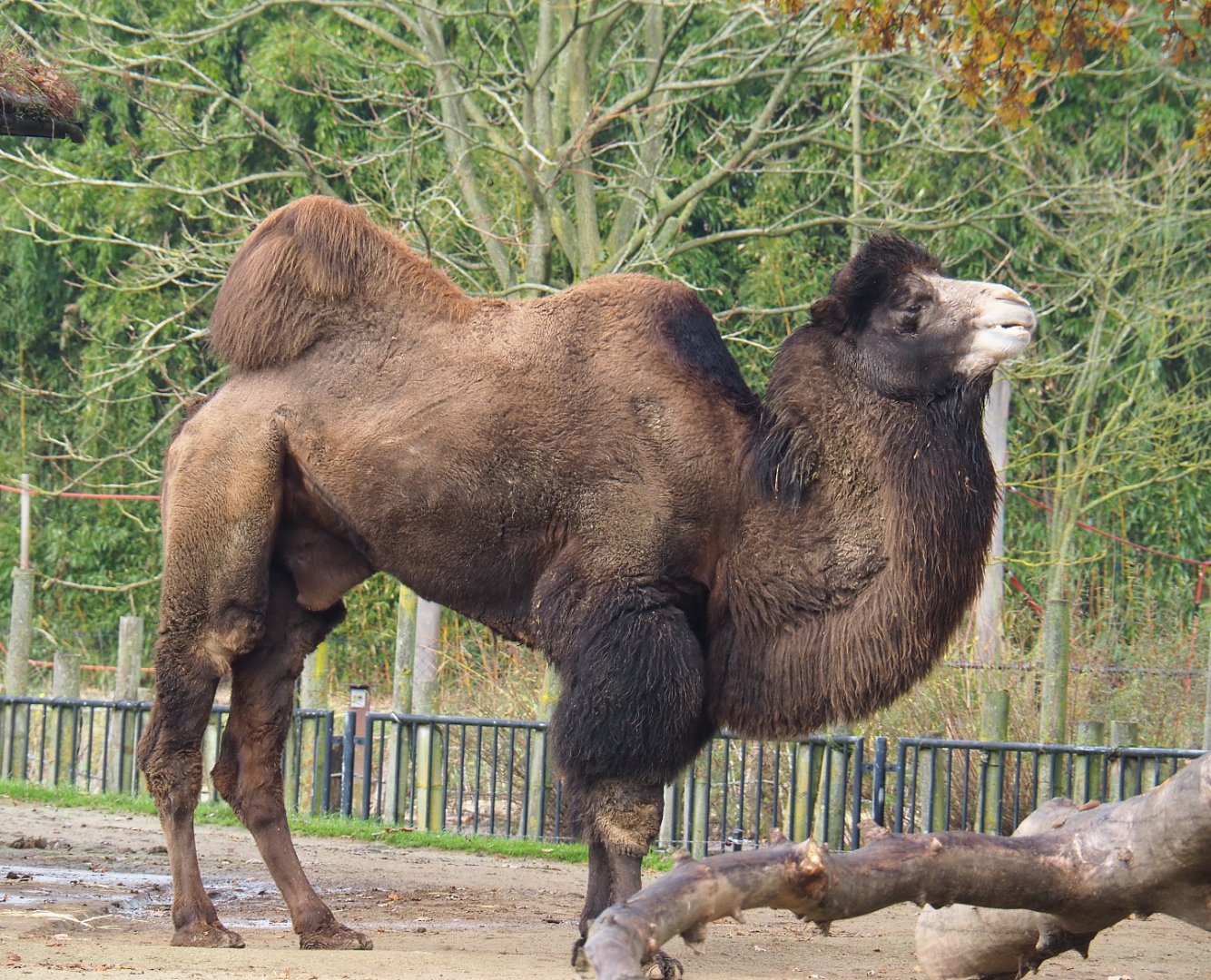 Bactrian camel (Camelus bactrianus), 2021-11-23