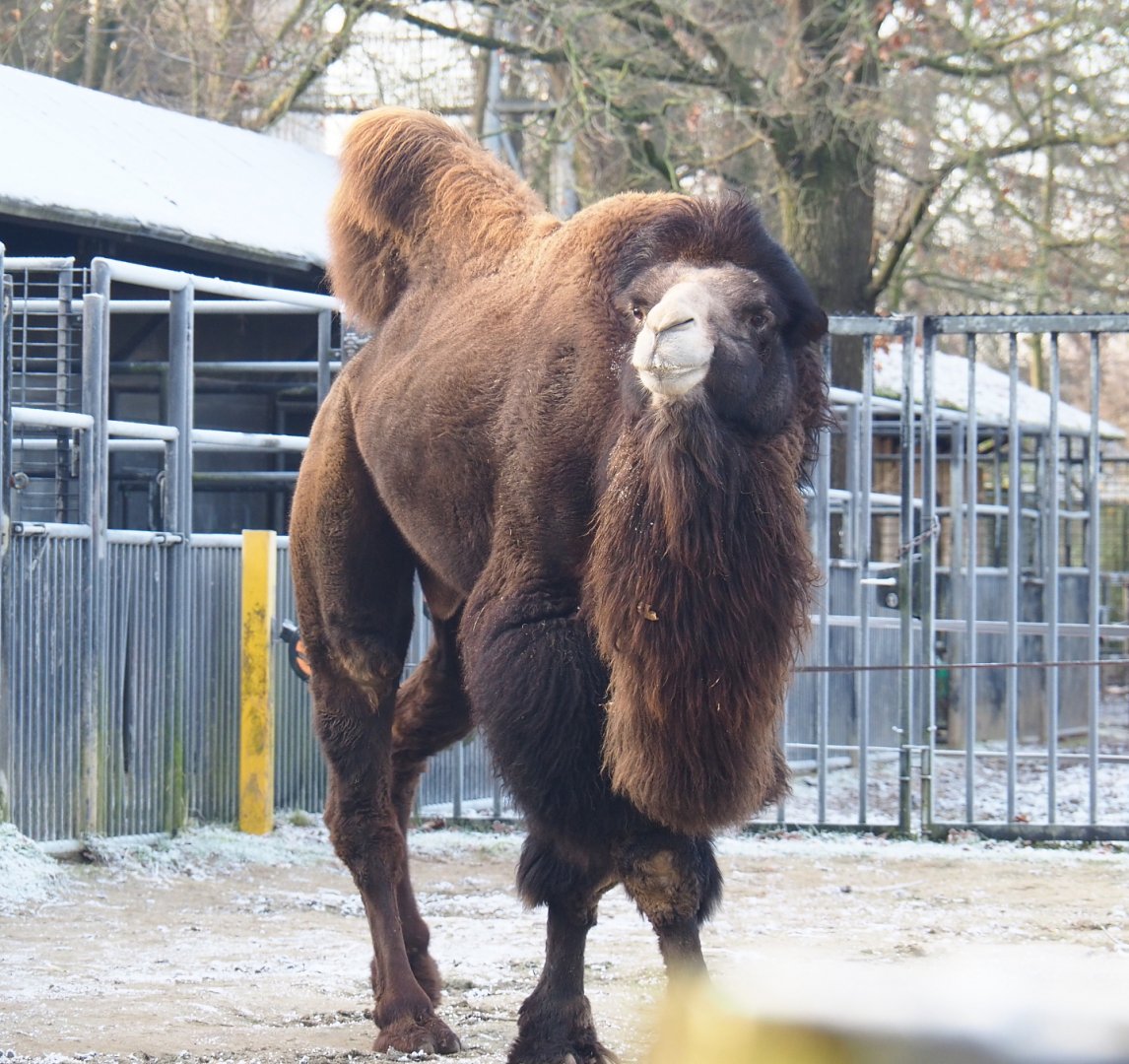 Bactrian camel (Camelus bactrianus), 2021-12-22