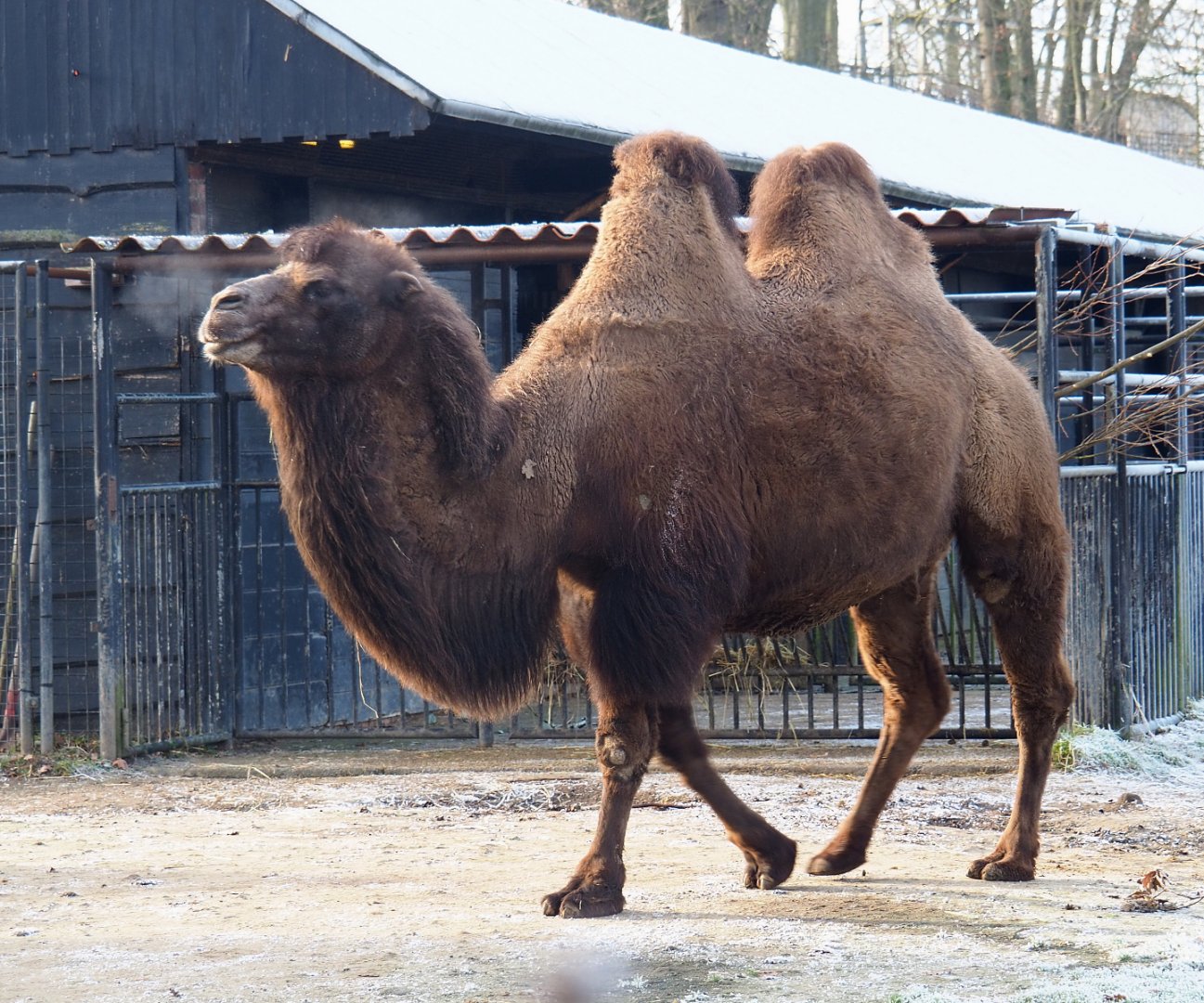 Bactrian camel (Camelus bactrianus), 2021-12-22