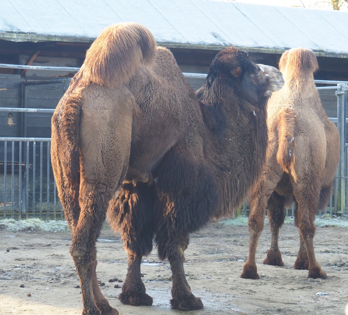 Bactrian camel (Camelus bactrianus), 2022-02-12