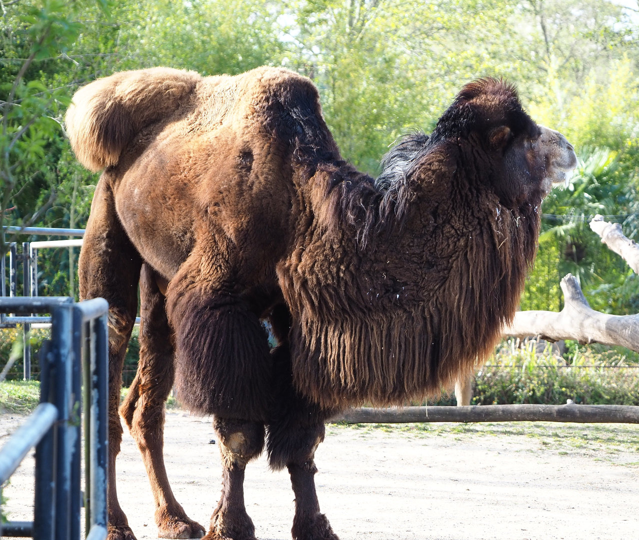 Bactrian camel (Camelus bactrianus), 2022-04-12