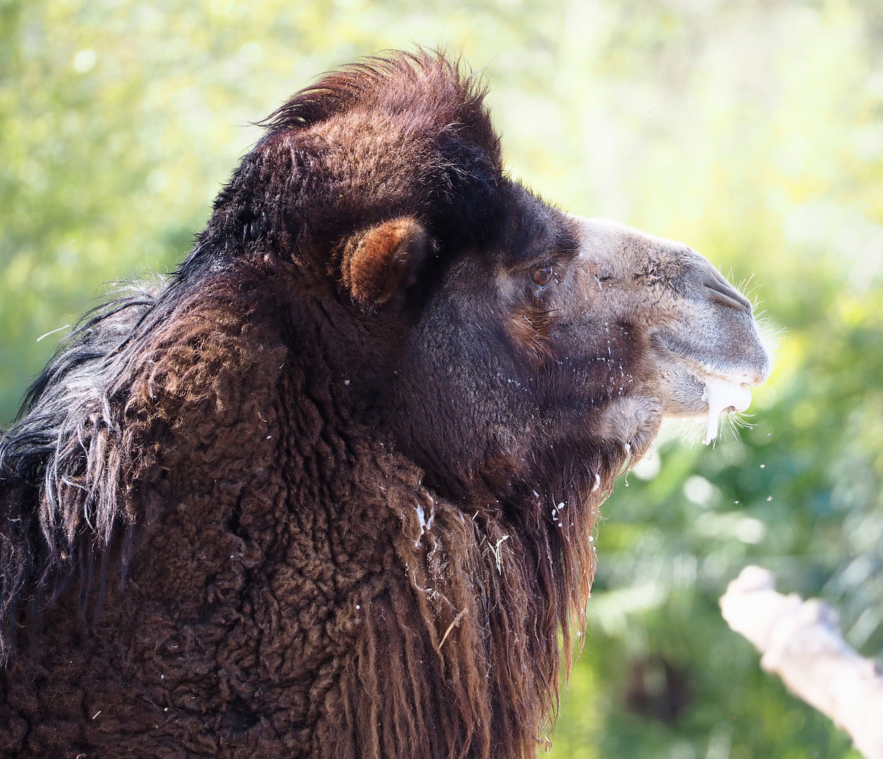 Bactrian camel (Camelus bactrianus), 2022-04-12