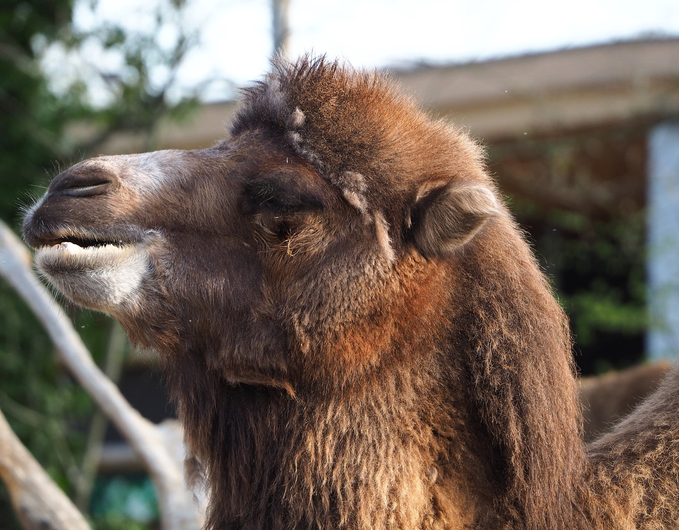 Bactrian camel (Camelus bactrianus), 2022-04-12