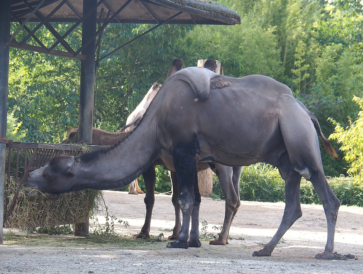 Bactrian camel (Camelus bactrianus), 2022-07-16