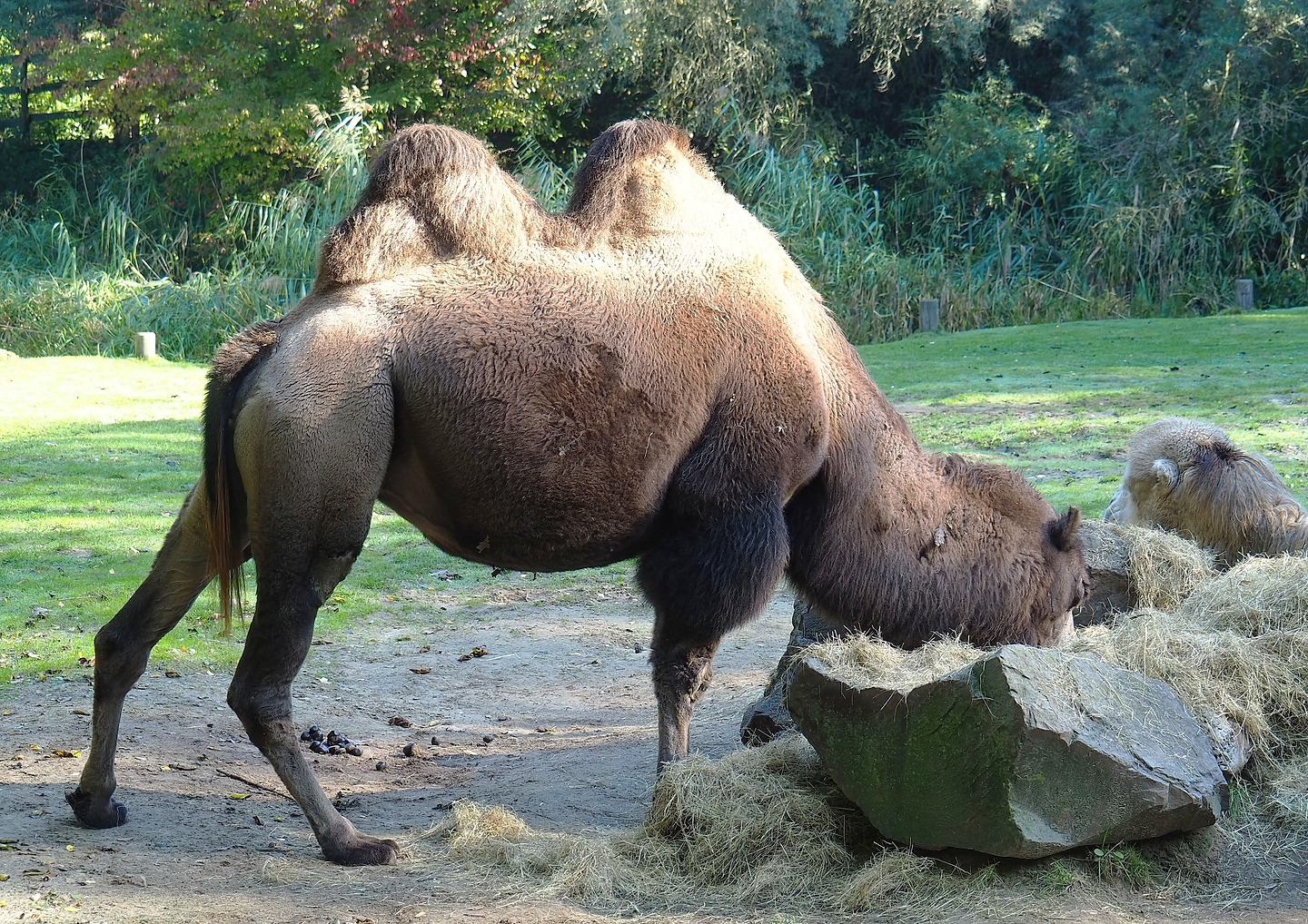Bactrian camel (Camelus bactrianus), 2022-10-09