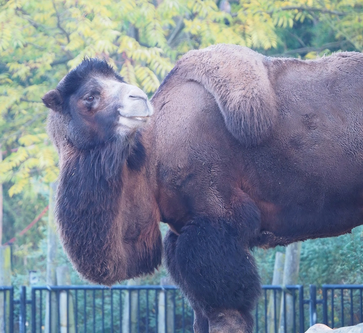 Bactrian camel (Camelus bactrianus), 2022-10-19