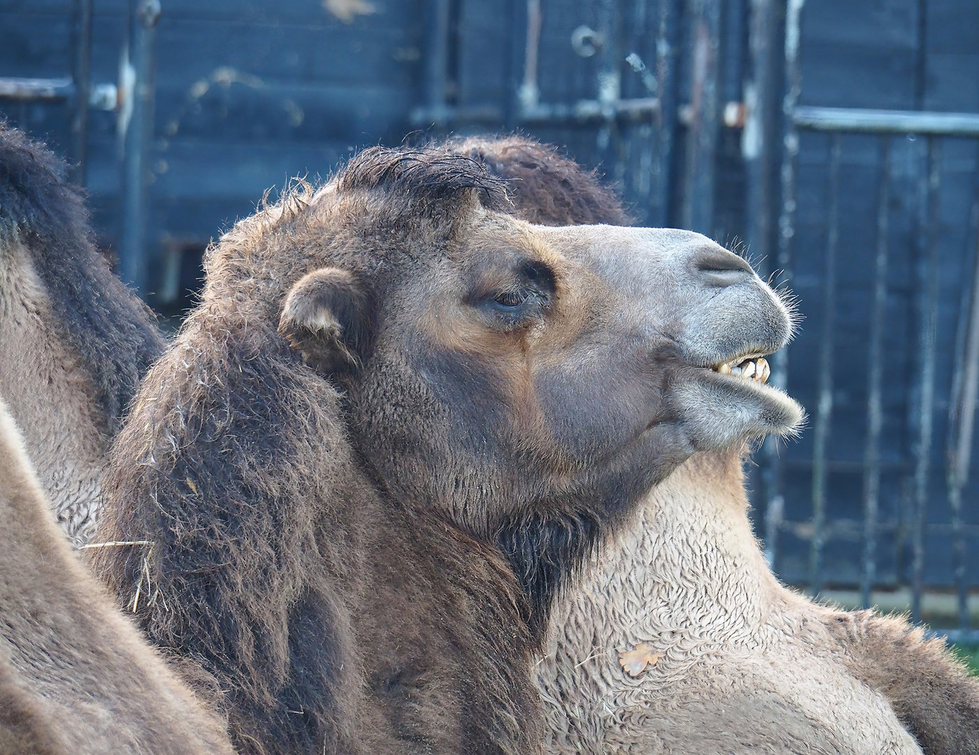 Bactrian camel (Camelus bactrianus), 2022-10-19