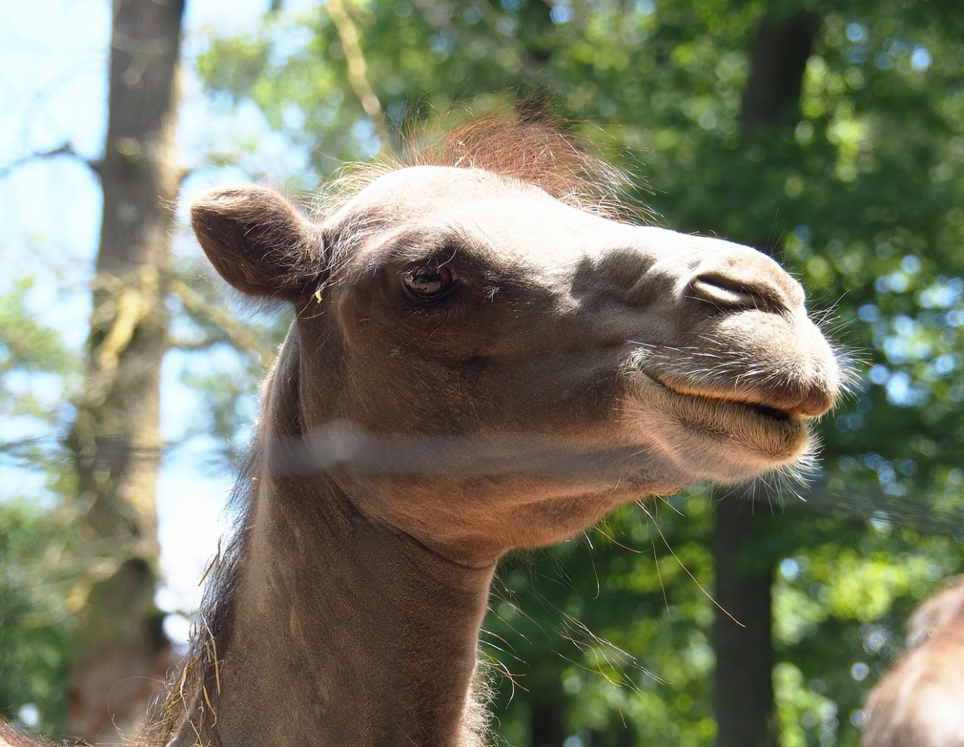Bactrian camel (Camelus bactrianus), 2023-06-24