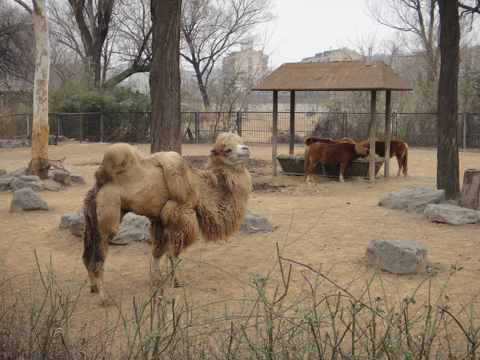 Bactrian camel (Camelus bactrianus) and Chinese ponies
