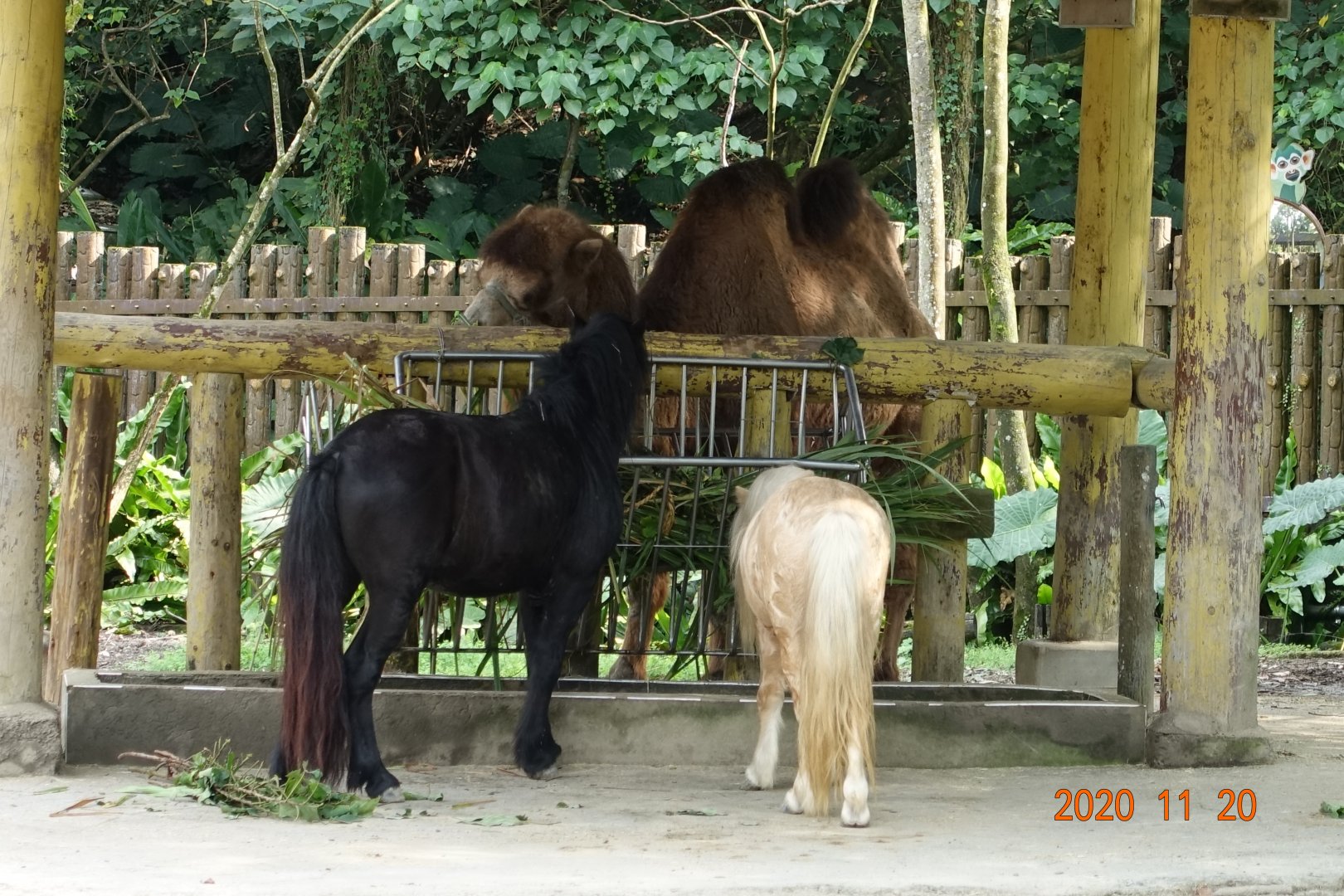 Bactrian Camel (Camelus bactrianus) and Horses (Equus ferus caballus)
