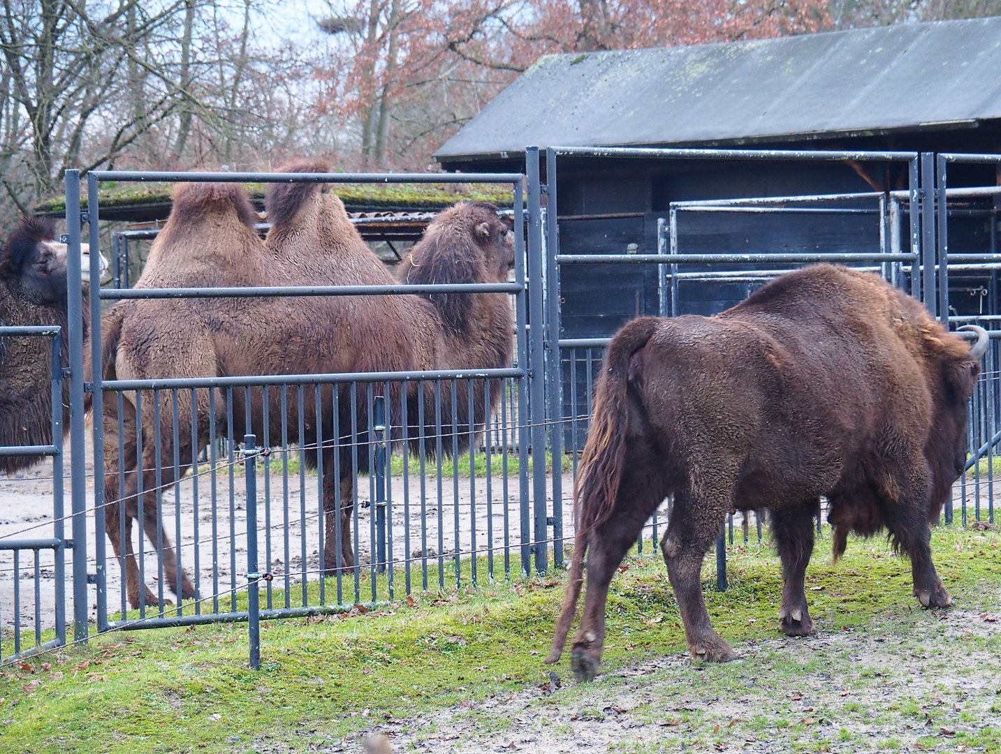 Bactrian camel (Camelus bactrianus) and Wisent (Bison bonasus), 2022-01-02