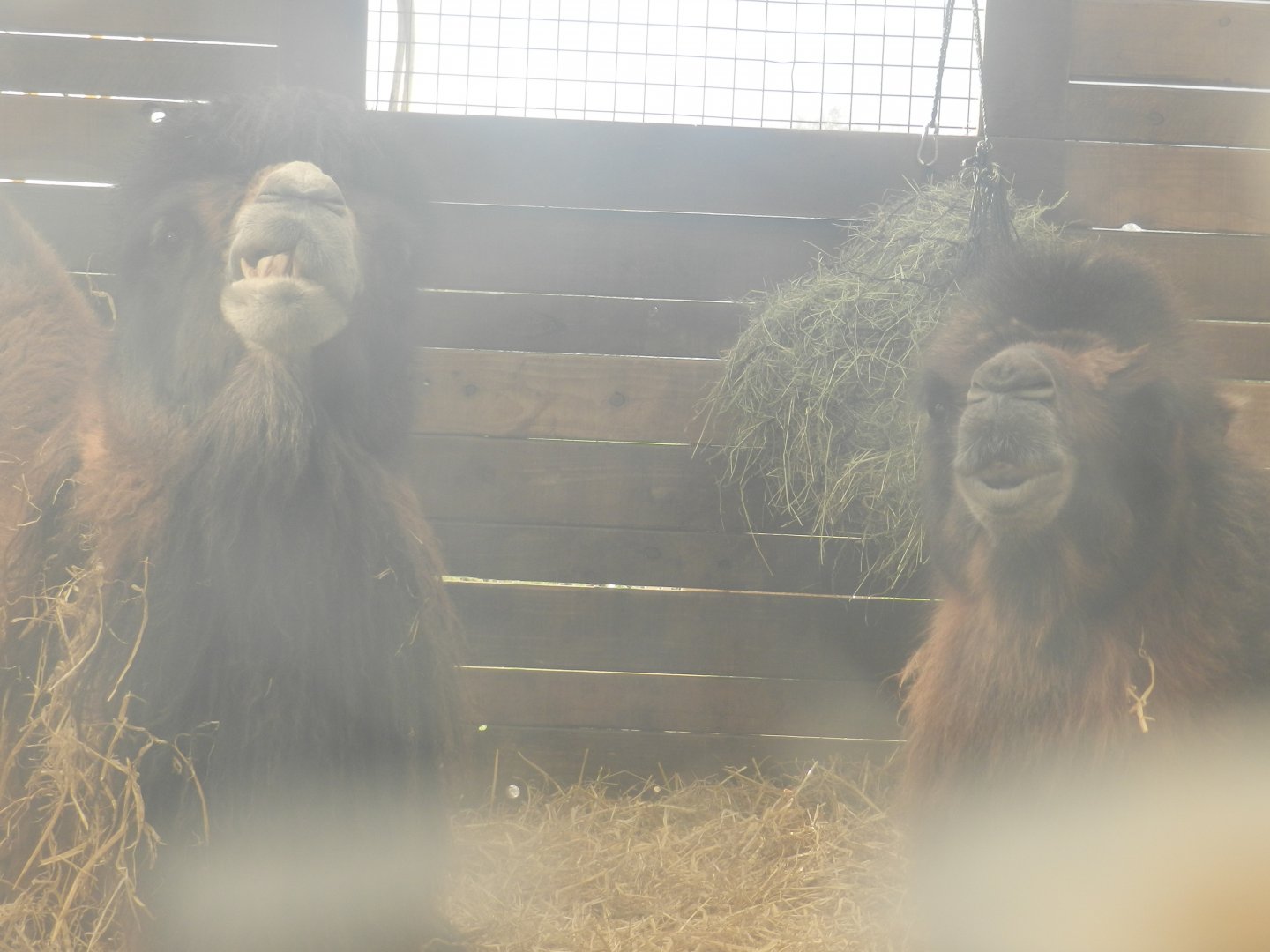Bactrian Camel (Camelus bactrianus) at Hobbledown Adventure Farm Park and Zoo, England