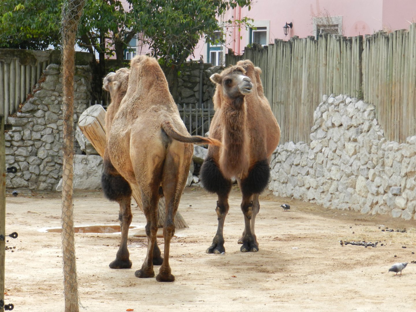 Bactrian Camel (Camelus bactrianus) at Jardim Zoológico de Lisboa, Portugal*