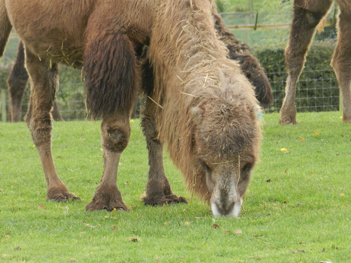 Bactrian Camel (Camelus bactrianus) at Noah's Ark Zoo Farm, England