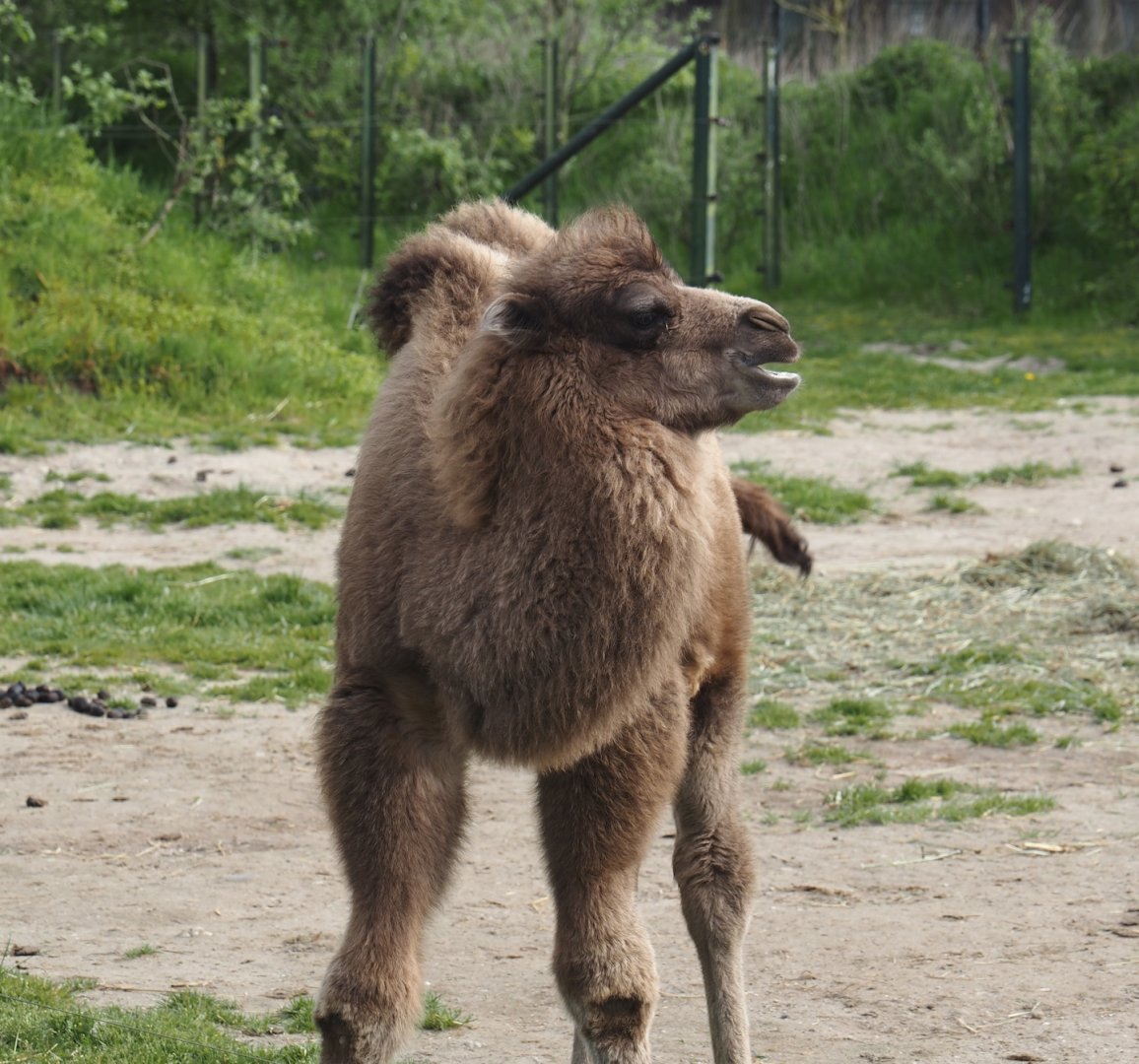 Bactrian camel (Camelus bactrianus) calf Gobi, 2024-04-14